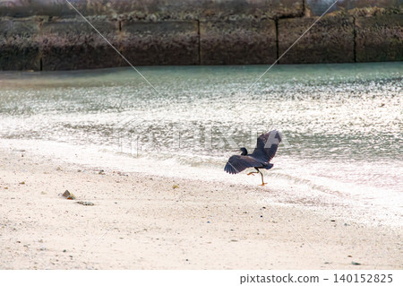 A black heron takes flight over a beautiful coral reef beach with white sand. Akajima Maehama Beach (Meenu Beach), Kerama Islands, Shimajiri District, Okinawa Prefecture. A black heron takes flight over a beautiful coral reef beach with white sand. Akajima Maehama Beach (Meenu Beach), Kerama Islands, Shimajiri District, Okinawa Prefecture. 140152825