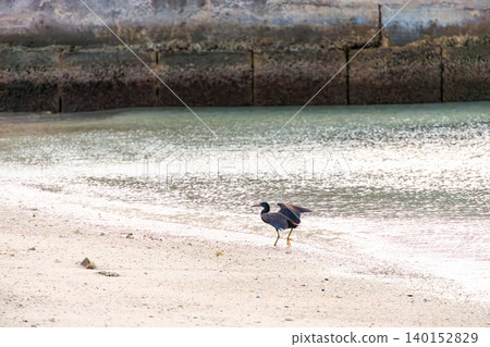 A black heron takes flight over a beautiful coral reef beach with white sand. Akajima Maehama Beach (Meenu Beach), Kerama Islands, Shimajiri District, Okinawa Prefecture. A black heron takes flight over a beautiful coral reef beach with white sand. Akajima Maehama Beach (Meenu Beach), Kerama Islands, Shimajiri District, Okinawa Prefecture. 140152829