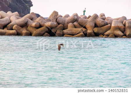A black heron takes flight over a beautiful coral reef beach with white sand. Akajima Maehama Beach (Meenu Beach), Kerama Islands, Shimajiri District, Okinawa Prefecture. 140152831