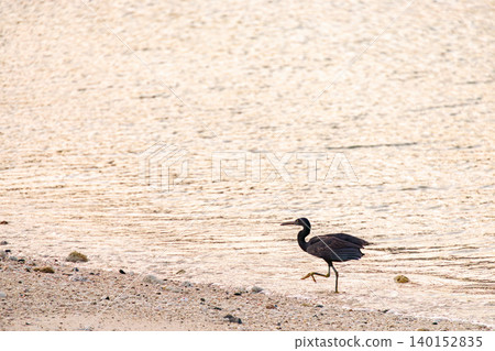 A black heron takes flight over a beautiful coral reef beach with white sand. Akajima Maehama Beach (Meenu Beach), Kerama Islands, Shimajiri District, Okinawa Prefecture. A black heron takes flight over a beautiful coral reef beach with white sand. Akajima Maehama Beach (Meenu Beach), Kerama Islands, Shimajiri District, Okinawa Prefecture. 140152835