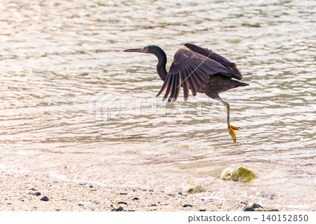 A black heron takes flight over a beautiful coral reef beach with white sand. Akajima Maehama Beach (Meenu Beach), Kerama Islands, Shimajiri District, Okinawa Prefecture. A black heron takes flight over a beautiful coral reef beach with white sand. Akajima Maehama Beach (Meenu Beach), Kerama Islands, Shimajiri District, Okinawa Prefecture. 140152850