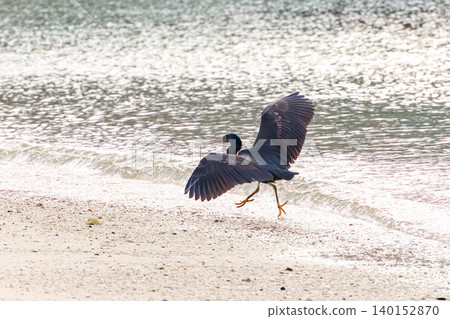 A black heron takes flight over a beautiful coral reef beach with white sand. Akajima Maehama Beach (Meenu Beach), Kerama Islands, Shimajiri District, Okinawa Prefecture. A black heron takes flight over a beautiful coral reef beach with white sand. Akajima Maehama Beach (Meenu Beach), Kerama Islands, Shimajiri District, Okinawa Prefecture. 140152870