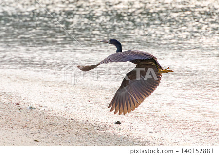 A black heron takes flight over a beautiful coral reef beach with white sand. Akajima Maehama Beach (Meenu Beach), Kerama Islands, Shimajiri District, Okinawa Prefecture. 140152881
