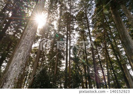 Beautiful forest with tall trees Beautiful forest with tall trees 140152923