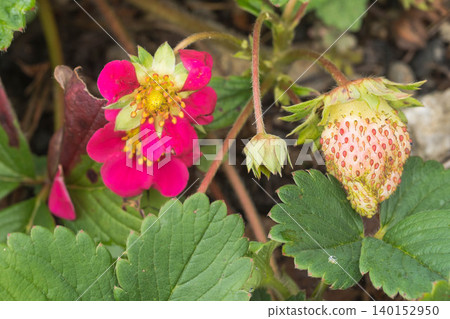 Dutch Strawberry, Tuscany Dutch Strawberry, Tuscany 140152950