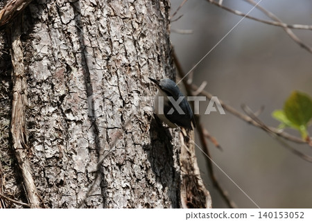 The subalpine bird, the nuthatch, moves up tree trunks like a ninja The subalpine bird, the nuthatch, moves up tree trunks like a ninja 140153052