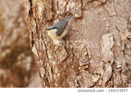 The subalpine bird, the nuthatch, moves up tree trunks like a ninja The subalpine bird, the nuthatch, moves up tree trunks like a ninja 140153057