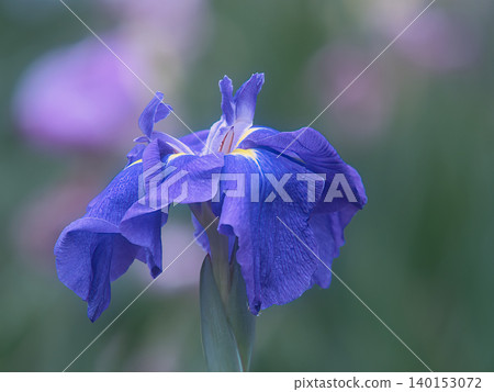 藍玫瑰 藍玫瑰 140153072