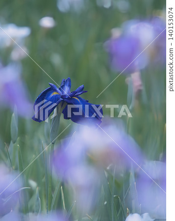Beautiful purple irises Beautiful purple irises 140153074