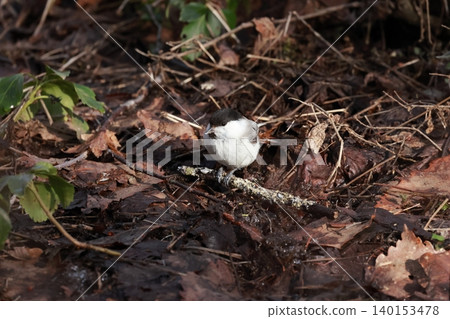The Coal Tit is a tit species that lives as a resident bird in mountain forests. The Coal Tit is a tit species that lives as a resident bird in mountain forests. 140153478