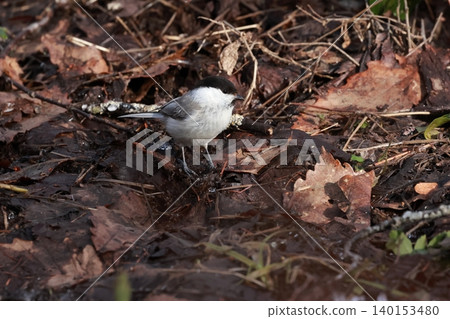 The Coal Tit is a tit species that lives as a resident bird in mountain forests. The Coal Tit is a tit species that lives as a resident bird in mountain forests. 140153480