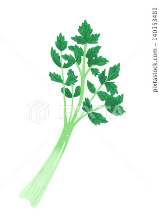 Celery illustration Celery illustration 140153481