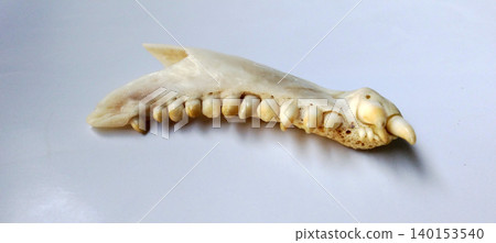 Lower jaw of a mammalian skull with rows of sharp teeth on a white background. Lower jaw of a mammalian skull with rows of sharp teeth on a white background. 140153540