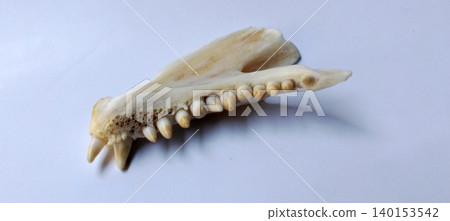Lower jaw of a mammalian skull with rows of sharp teeth on a white background. 140153542