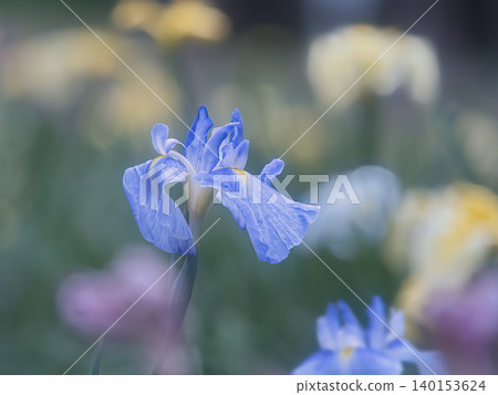 藍玫瑰 藍玫瑰 140153624