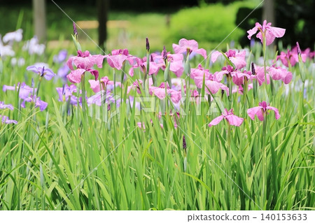 Flower irises in full bloom Flower irises in full bloom 140153633