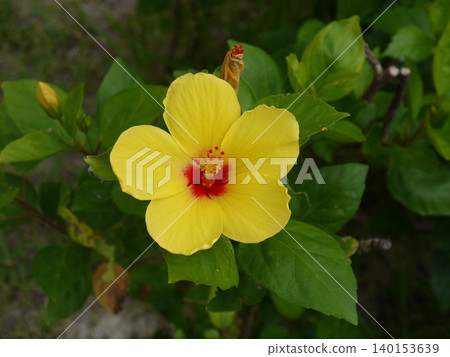 Yellow hibiscus flowers bloom in Okinawa during summer. Yellow hibiscus flowers bloom in Okinawa during summer. 140153639