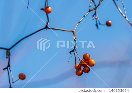 早春山景：菝葜紅色莓果特寫 04 140153654
