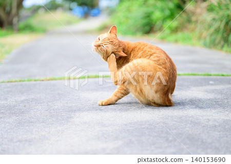A cat scratching its ear - a stray cat. 140153690
