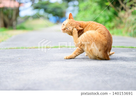 A cat scratching its ear - a stray cat. 140153691