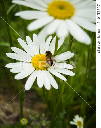 A tiny insect collecting nectar from a daisy flower. A tiny insect collecting nectar from a daisy flower. 140153707