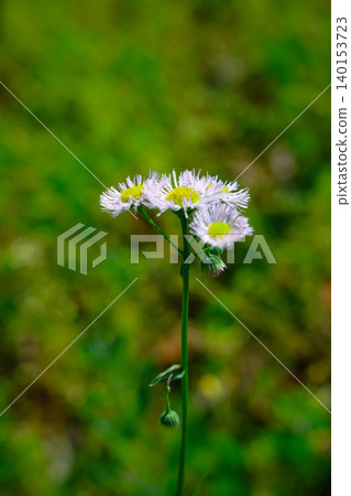 April 25 2026 Tiny white wildflowers standing against soft blurred greenery 140153723