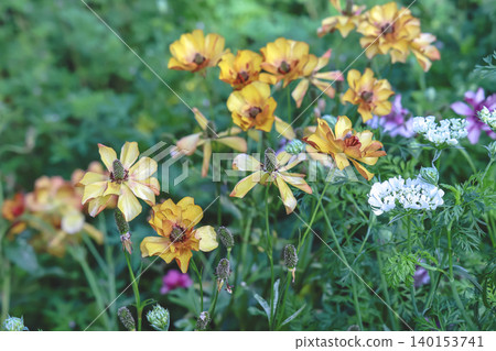 April 25 2026 Yellow Wildflowers Blooming Among White Garden Flowers April 25 2026 Yellow Wildflowers Blooming Among White Garden Flowers 140153741