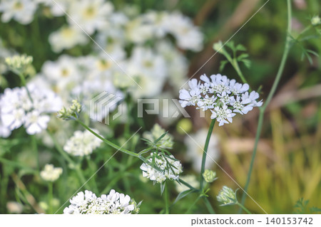 April 25 2026 White Laceflower Blossoms Blooming In Lush Greenery April 25 2026 White Laceflower Blossoms Blooming In Lush Greenery 140153742