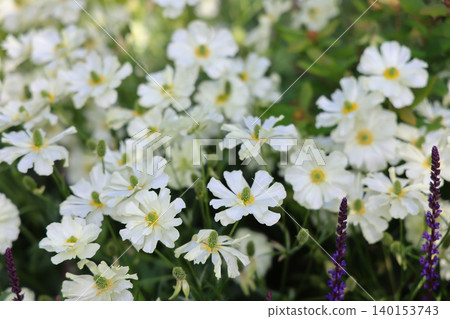 April 25 2026 White Laceflower Blossoms Blooming In Lush Greenery April 25 2026 White Laceflower Blossoms Blooming In Lush Greenery 140153743