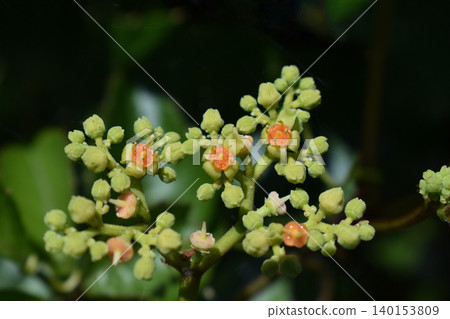 日本虎杖（Japanese kitweed） 140153809