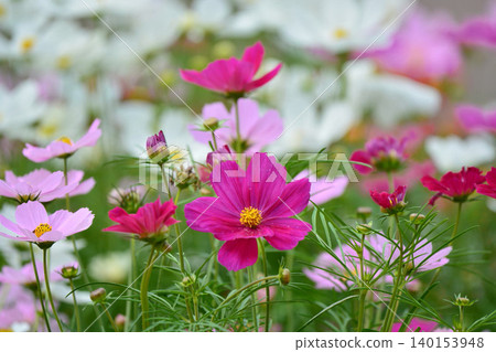 Cosmos flowers in full bloom Cosmos flowers in full bloom 140153948