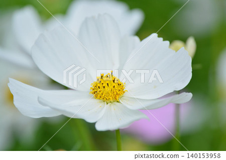 Cosmos flowers in full bloom Cosmos flowers in full bloom 140153958