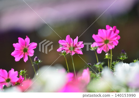 波斯菊盛開的鮮花 140153990