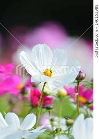 波斯菊盛開的鮮花 波斯菊盛開的鮮花 140153999