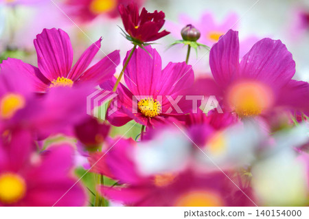 Cosmos flowers in full bloom 140154000