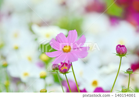 Cosmos flowers in full bloom Cosmos flowers in full bloom 140154001