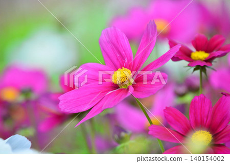 波斯菊盛開的鮮花 波斯菊盛開的鮮花 140154002