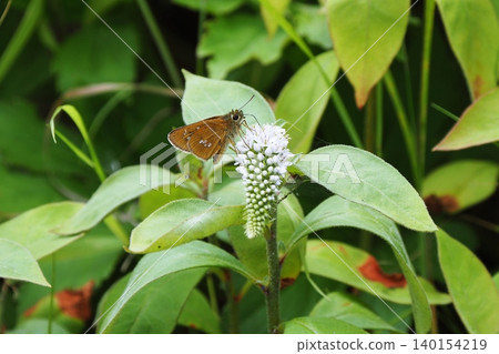 A large skipper butterfly visits the flowers of Lysimachia japonica. A large skipper butterfly visits the flowers of Lysimachia japonica. 140154219