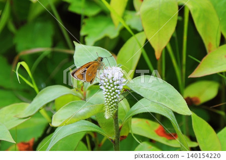 A large skipper butterfly visits the flowers of Lysimachia japonica. A large skipper butterfly visits the flowers of Lysimachia japonica. 140154220