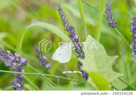 A cabbage white butterfly perched on a lavender plant. 140154226