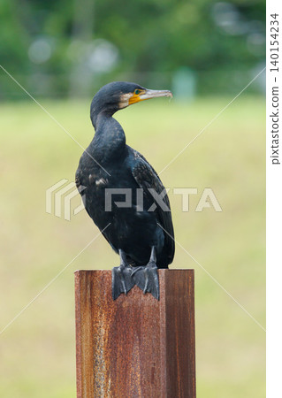 鸕鶿在水邊休息;野鳥晾曬羽毛。 鸕鶿在水邊休息;野鳥晾曬羽毛。 140154234
