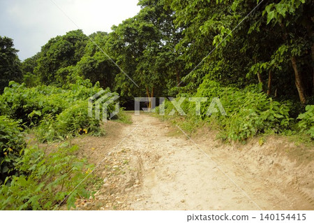 奇特旺國家公園(世界遺產地)的叢林小徑 奇特旺國家公園(世界遺產地)的叢林小徑 140154415