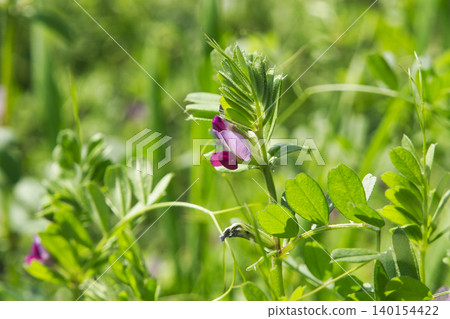 71140 Vicia cracca flowers 71140 Vicia cracca flowers 140154422
