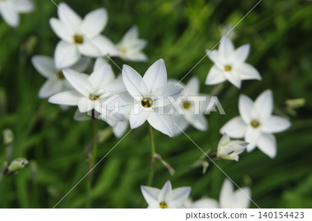 71141 Ipheion flowers 71141 Ipheion flowers 140154423