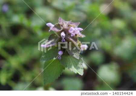 71142 *Lamium amplexicaule* flower 71142 *Lamium amplexicaule* flower 140154424