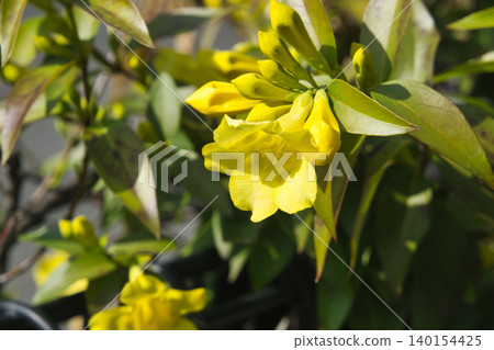 71143 卡洛琳茉莉花 71143 卡洛琳茉莉花 140154425