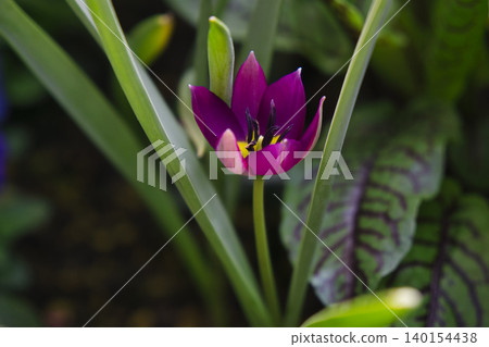 71156 Tulip flower 71156 Tulip flower 140154438