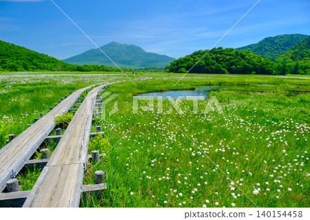 濕地中的棉草和木棧道 濕地中的棉草和木棧道 140154458