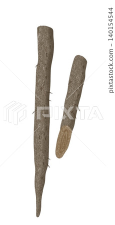 Burdock illustration Burdock illustration 140154544