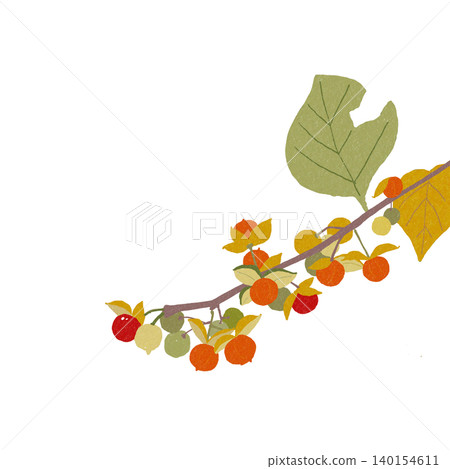 Hand-drawn flower illustration: Celastrus orbiculatus 140154611
